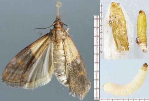 Plodia interpunctella